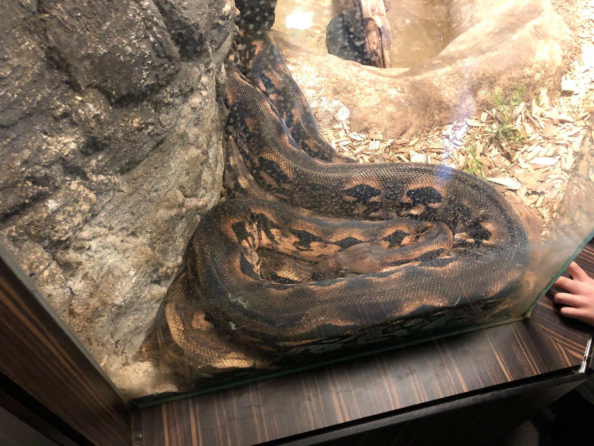 Sint-Martinus den XIIde - Zoo Antwerpen Kapoenen